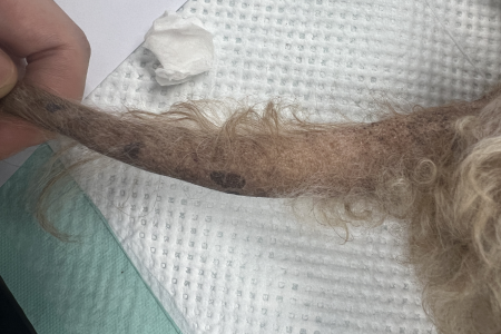 내분비 질환으로 인한 피부 병변(Rat tail)